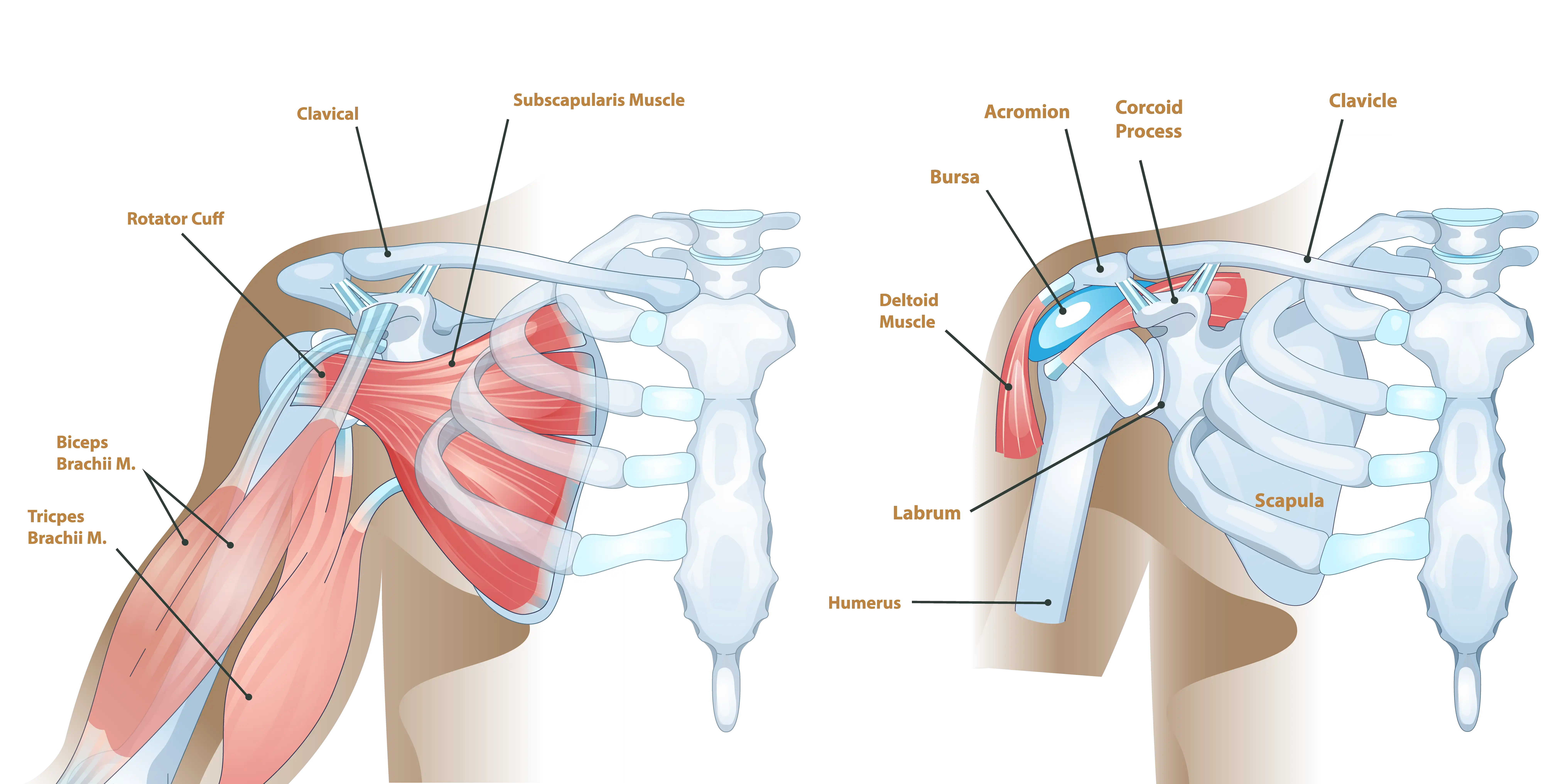 Shoulder Anatomy