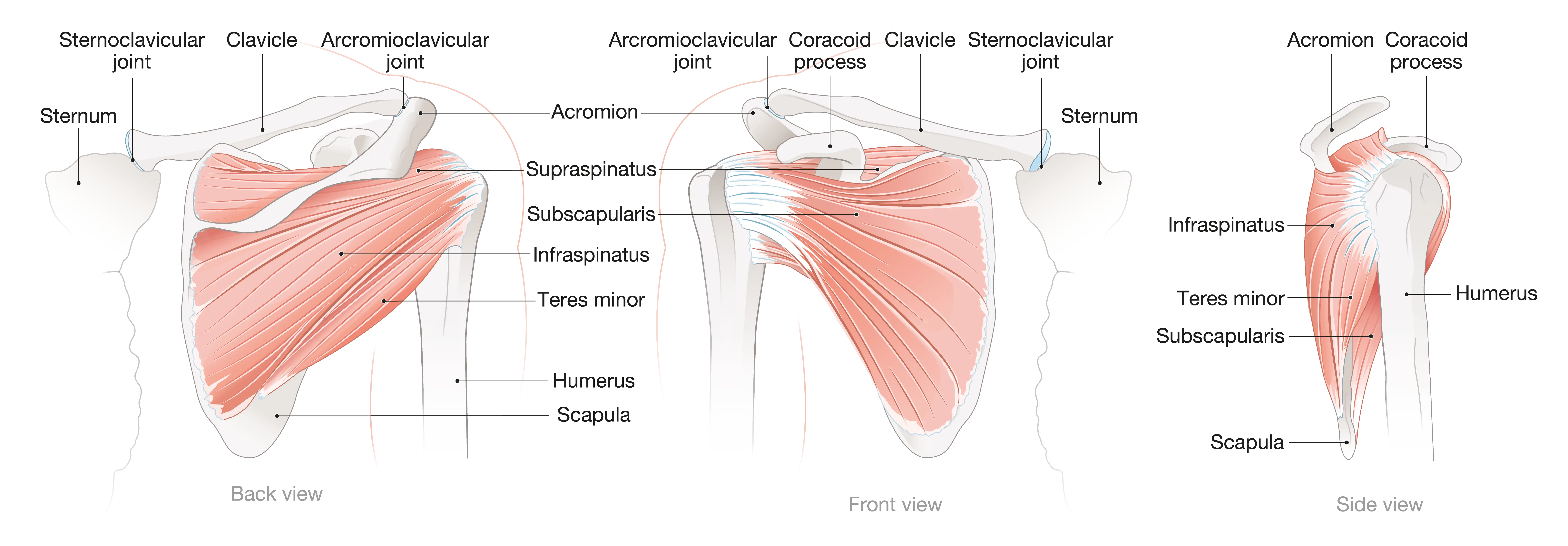 Complex Shoulder Anatomy