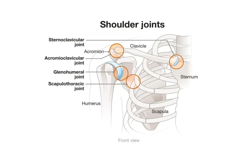 Shoulder joints anatomy