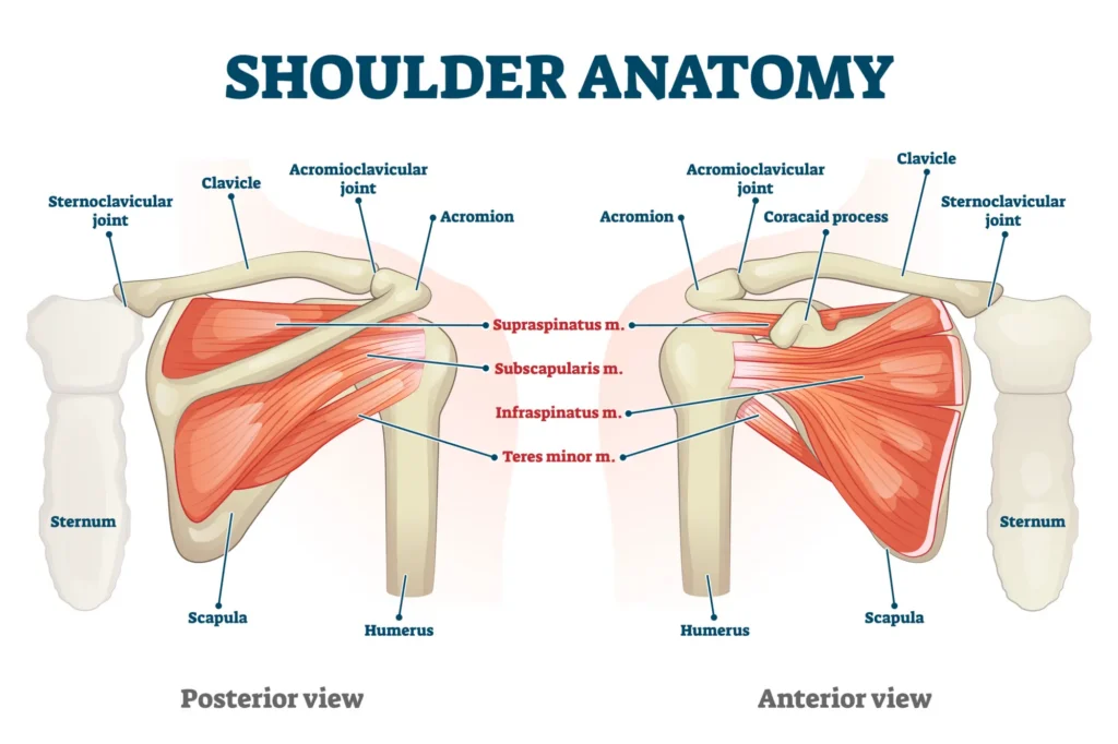 Shoulder anatomy diagram