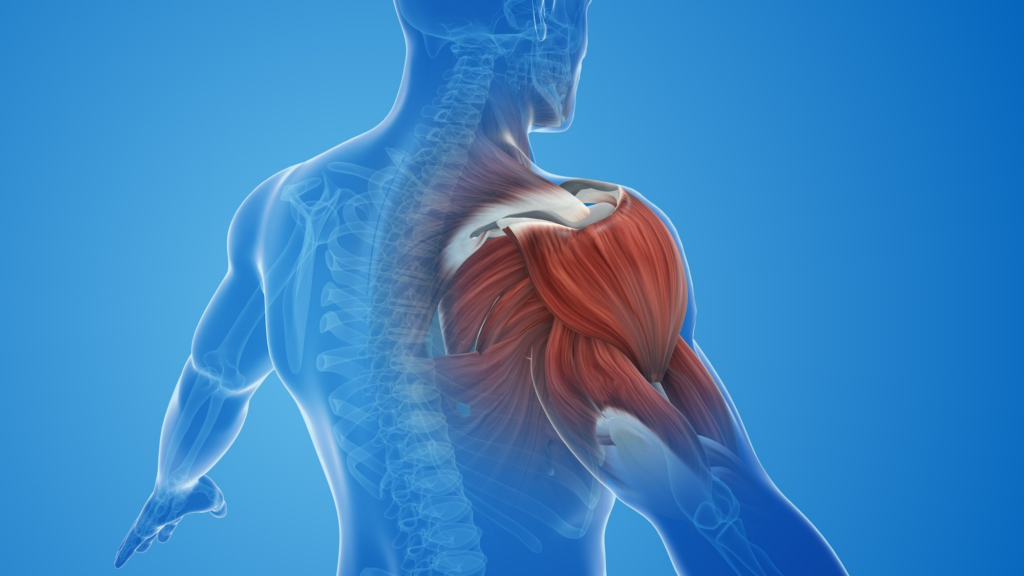 shared anatomy between the neck and shoulder