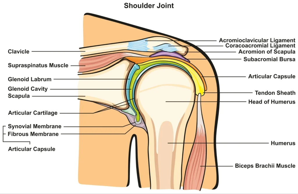 full shoulder anatomy full shoulder joint anatomy diagram with labels